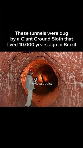 These tunnels were dug by a Giant Ground Sloth that lived 10.000 years ago in Brazil