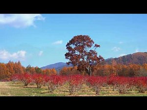 ブルーベリーの紅葉が美しい開田高原
