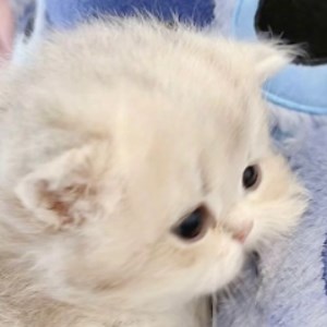 ebi_v - Twitch