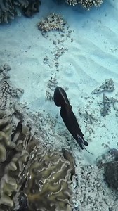 Look closely 👀 Did you spot the octopus changing colours? This master of disguise belongs to the mollusc classification. Did you know there are more than 3000 species of molluscs on the #GreatBarrierReef? This group includes clams, oysters, squid, octopus, cuttlefish, nautilus, nudibranchs, chitons and snails. 📹 IG: _maxgwood_ 📍 #MackayReef Check out our website to learn more about animals on the Reef! #LovetheReef Ocean Safari Visit Queensland, Australia | Great Barrier Reef Marine Park Auth