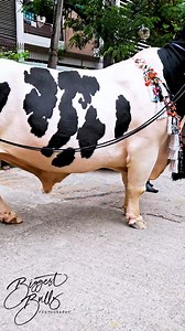 1.3M views · 6.8K reactions | Hefty holstein bull with exceptional depth | Biggest Bulls Photography | Facebook