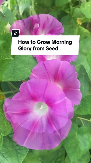 Growing Morning Glory from seed is easy and fun! Soak seeds overnight, then plant 1/2 inch deep and 4-6 inches apart. Plant seeds in a hanging basket or along a trellis because these flowers love to climb! Once Morning Glories begin to flower, their delicate blooms will open each morning and close each afternoon, providing a continuous show to enjoy alongside your morning coffee. Comment below with any questions you may have, then visit our website to order your seeds today. #edenbrothers #morni