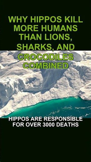 Hippos vs Humans: Deadliest Encounter