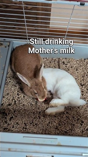 Adult rabbit still drinks milk from mother brown bunny
