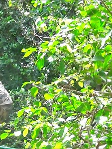 Wearing a GPS collar to track the movements of a ferocious wild elephant, part 1 | Elephant Supporter