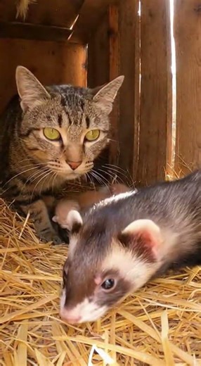 Cat Attacks Ferret! 🙀 Unbelievable Animal Encounter! #catattack #ferret #animals