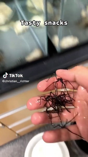 Exploring Sea Spiders and Other Fascinating Marine Creatures