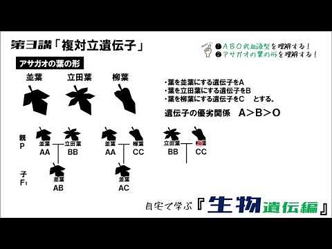 Biological Genetics: Lecture 3: Multiple Alleles