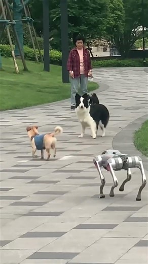 Robot vs Dogs 😱 The dogs got scared and ran away… but Cat did THIS! 🐱 #shorts