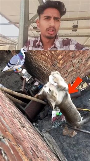 kabootar ki video🕊️😺🥵#pigeon #birds #animals #pets #attitude#pigens #bird #kabootar#pyra