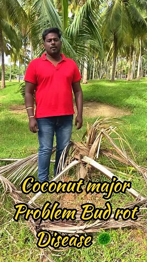 BUD ROT Coconut 🌴 : 🌴Palms of all age susceptible, but normally young palms are more susceptible, particularly during monsoon. 🌴In seedlings, the earlier symptom is the yellowing of one or two younger leaves. Basal tissues of the leaf rots quickly and can be easily pulled out from the crown. In the later stages the spindle withers and drops down. 🌴The tender leaf base and soft tissues of the crown rot into a slimy mass of decayed material emitting foul smell. 🌴Ultimately the entire crown fa