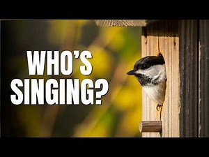 Backyard Songbirds: Identify 10 Common Species in Your Garden🎶