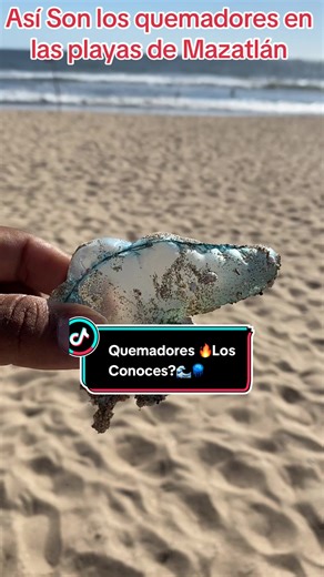 Quemadores Gigantes en las Playas de Mazatlán
