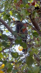 Hawk Eating Its Dinner 🫣 #nature #outdoors #birds #funny #hawk #wildlife