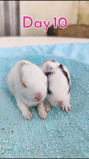 Little rabbit growth - Baby Rabbit Growing Up Day By Day #animals #cute