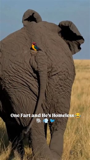 Omni AI Videos on Instagram: "In this hilarious wildlife moment, a tiny colorful bird builds its cozy little nest right on the back of a giant elephant — and the internet can’t stop laughing! With every step the elephant takes, the bird looks perfectly settled, completely unaware that one wrong move (or one fart!) could turn its peaceful home into chaos. This funny and unexpected interaction between two totally different animals has captured millions of hearts online. Originally created by @stat