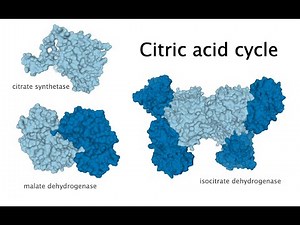 The Citric Acid Cycle