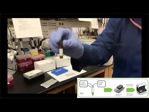 W16: Library Prep for NGS- Day 3