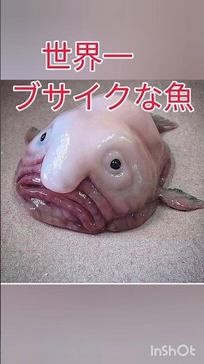 世界一ブサイクな魚#雑学 #豆知識