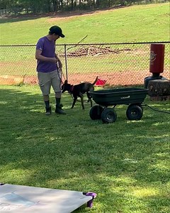 Zuko is practicing his commands and some confidence building stuff. Most dogs don’t want to jump in the wagon because it moves, but Zuko jumps right in. | The Dog Wizard Greenville