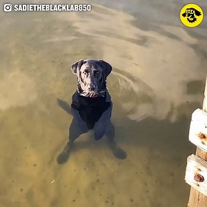 Meet Sadie. She likes to stand in the water and soak up the vibes. Sometimes her owner thinks she's half human.🥰 | The Animal World