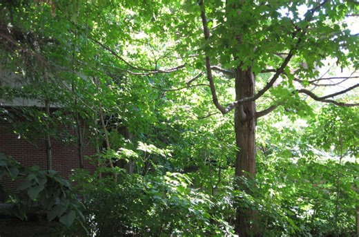 Cities: Canary in the Coal Mine?