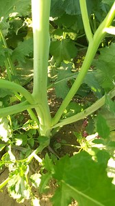 438 reactions | Mustard farming med vidhi Israel Technology mustard | Agriculture farmer | Facebook