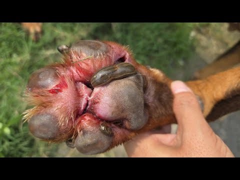 How to Remove Dog Wound Maggots at Home Safely 🐶