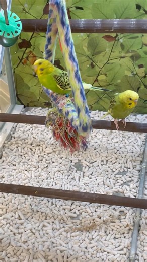 Pretty birds trapped at petsmart #birds #animals #wildlife #petsmart #shorts