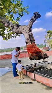 Why Does This Indian Banyan Tree Look Like It’s Floating in Mid-Air? #shortsfeed #facts