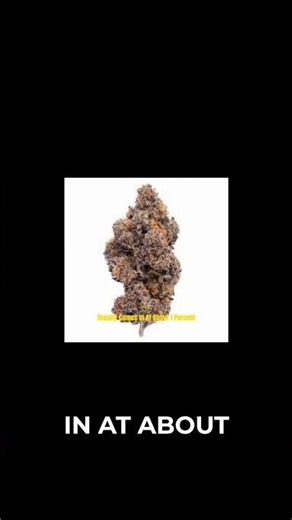 Sherbert: Why This All-Time Favorite Strain Made My Top 5!