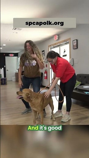 Bambi Needs YOU! Watch This Dog's Heartwarming SPCA Story!