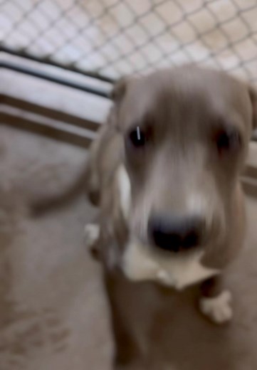 14 reactions · 20 shares | Roswell animal control 5756246722 705 east mcgaffey st a very cute and well behaved 10 month old gray pitty . id a010945 to adopt have a spay/rabies shot . can adopt via email or in person . can place dogs on 24 hr hold | Jo Wallace | Facebook