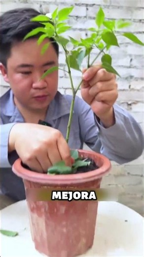 The secret to having endless chili peppers at home 🌶️✨
