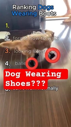 Ranking Dogs Wearing Boots #shorts #animals #dog