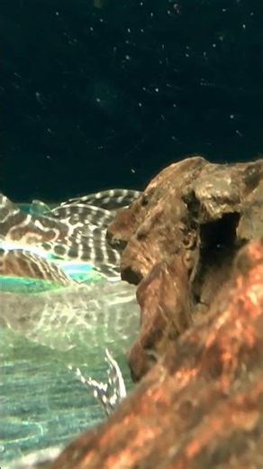 Rare Zebra Plecos Unite! 🐟 Watch their stunning stripes in 4K glory! #PlecoLovers #LianaFish