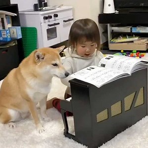 837K views · 19K reactions | Being a babysitter is not an easy job By the_shiba_mogu | IG | 9GAG Cute | Facebook