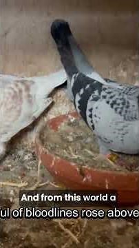 The Evolution of Racing Pigeons Ancient to Modern