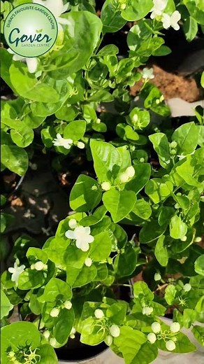 Jasmine sambac (Arabian jasmine) in full blooming condition | Gover Garden Centre