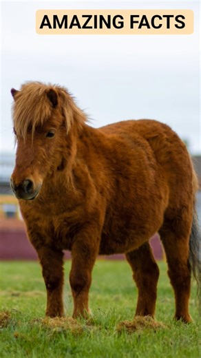 SHETLAND PONY
