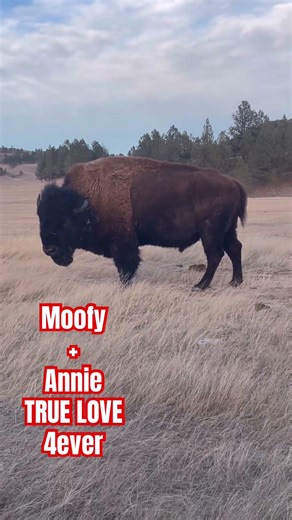 My baby bison, his name is Moofy and his girlfriend Annie they’re gonna have a baby ￼