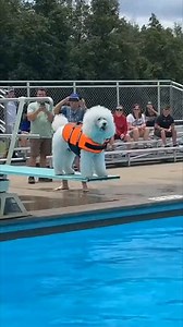 Seeing the poodle dog do two jumps really made me laugh. #poodlelove #poodle #poodlelife | About Poodle