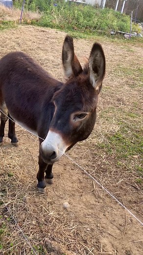 Funny Donkey Videos to Brighten Your Sunday