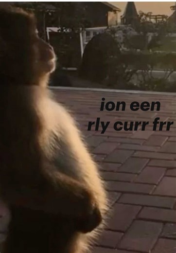 i think i’m the only flamingo mod on here #fyp #rpnotimp #bmf #flamingoalbert #trending