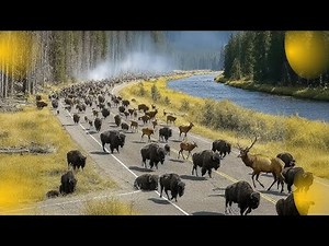 Thousands Of Animals Are Suddenly Leaving Yellowstone National Park