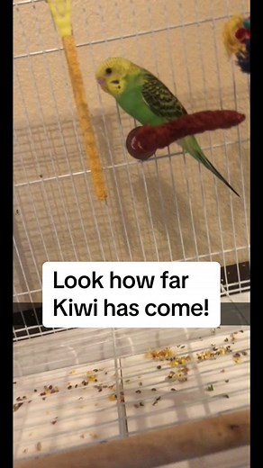 Training Tips for Taming and Bonding with Your Budgie - Kiwi's Journey