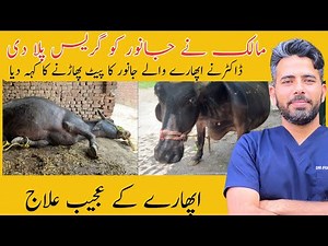 Rumen impaction | Rumen lavage in cow | use of trocar cannula in cow | Dr Furqan Basheer