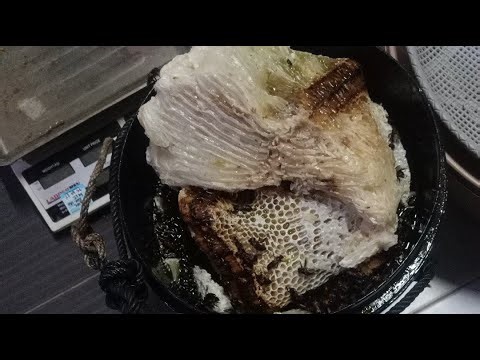 proses membelah madu tualang