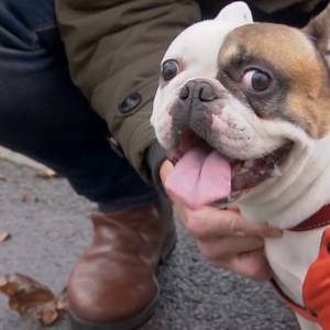 148K views · 8.8K reactions | Little Frenchie is struggling to breathe!  Dr Scott needs to take him to the practice immediately before it gets worse  | Bondi Vet | Facebook