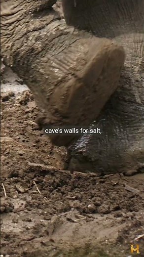 Kitum Cave The Deadliest Place on Earth